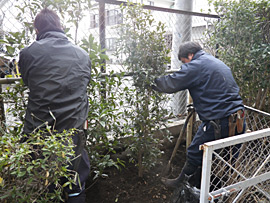 庭木を一本植えたい！植替えたい！